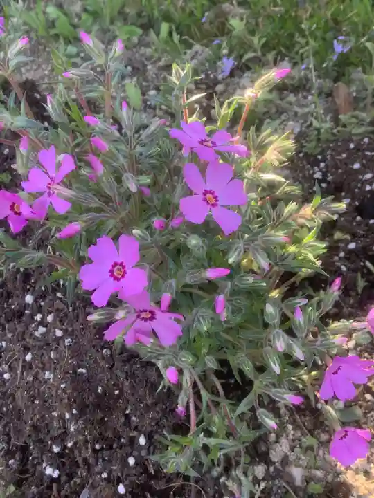 洞雲院(愛知県)