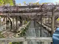 津島神社の自然