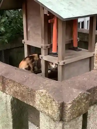 天王坊稲荷神社の動物