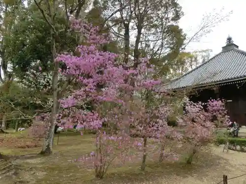 仁和寺の庭園