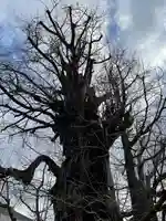 飛木稲荷神社の自然