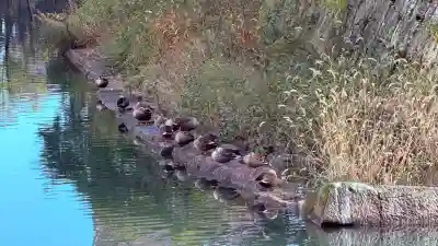 福井神社(福井県)