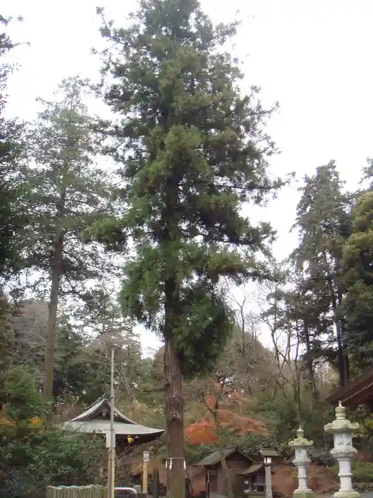 中氷川神社の自然