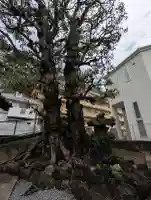 根岸町王子稲荷社の{uncategorized: "未分類", other: "その他", undefined: "問題あり", building: "その他建物", grave: "お墓", sacred_gate: "鳥居", guardian: "狛犬", statue: "像", buddha: "仏像", history: "歴史", nature: "自然", garden: "庭園", animal: "動物", pagoda: "塔", temizu: "手水舎", mountain_gate: "山門・神門", sanctuary: "本殿・本堂", subordinate: "末社・摂社", art: "芸術", scenery: "景色", jizo: "地蔵", ema: "絵馬", goshuin: "御朱印", omikuji: "おみくじ", items: "授与品その他", amulet: "お守り", goshuincho: "御朱印帳", eats: "食事", festival: "お祭り", votive_dance: "神楽", shichigosan: "七五三参", wedding: "結婚式", experience: "体験その他", initially: "初詣", around: "周辺", anti_infection: "感染症対策"}