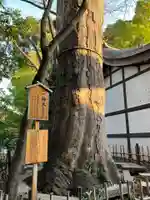 川越氷川神社(埼玉県)