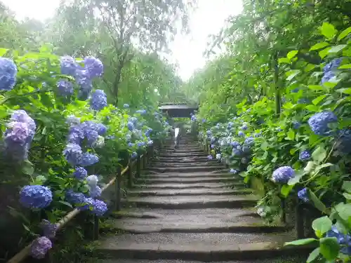 明月院の庭園