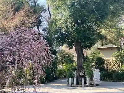 所澤神明社(埼玉県)