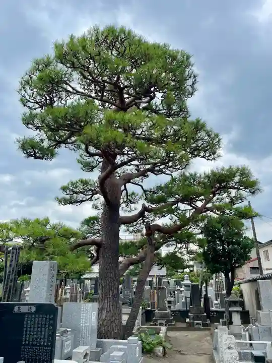 大運寺(神奈川県)