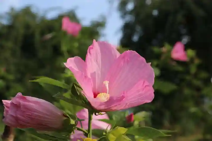 阿久津「田村神社」(郡山市阿久津町)旧社名:伊豆箱根三嶋三社の庭園