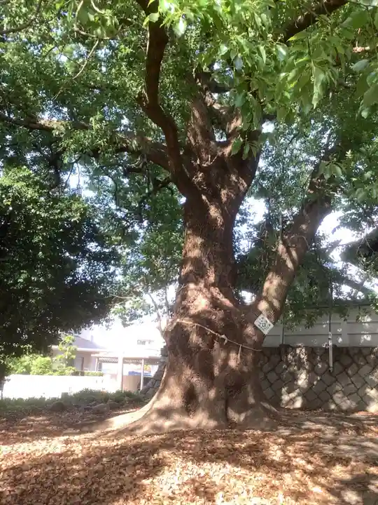和爾良神社の自然