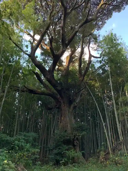 阿弥陀寺の自然