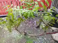 影藤大神(春日神社境外末社)(大阪府)