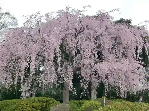 櫻木神社の自然