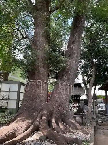 鳩ヶ谷氷川神社(埼玉県)