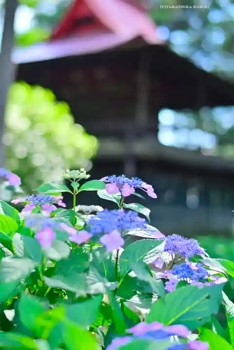 指扇氷川神社(埼玉県)