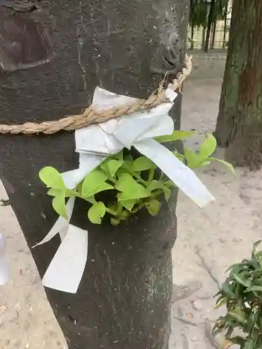 白山神社（松河戸町）の自然