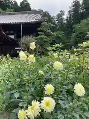 岡寺（龍蓋寺）(奈良県)