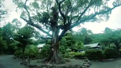 静岡浅間神社(静岡県)