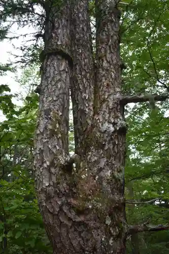 新屋山神社奥宮の自然