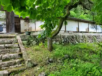 阿弥陀寺の自然