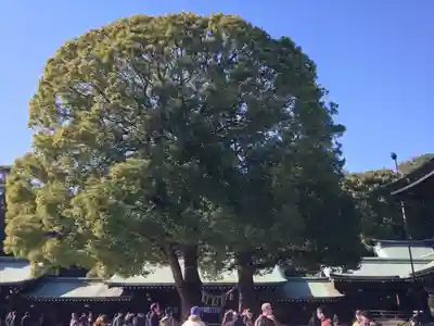 明治神宮(東京都)