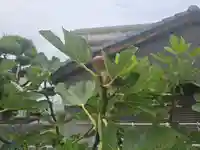 西教寺(大阪府)