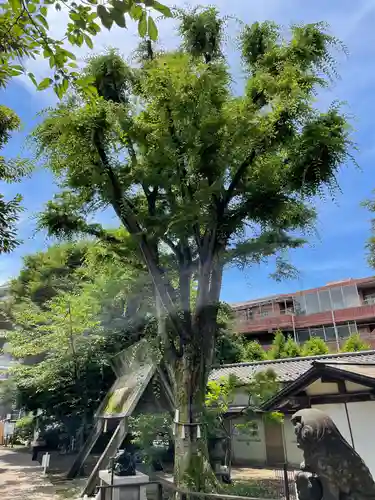 新井天神北野神社の自然