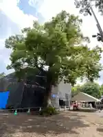 鷲宮神社の本殿・本堂
