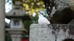 三宅八幡宮の狛犬