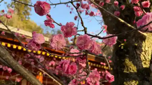 春日大社(奈良県)