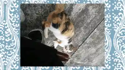 賀茂別雷神社(栃木県)