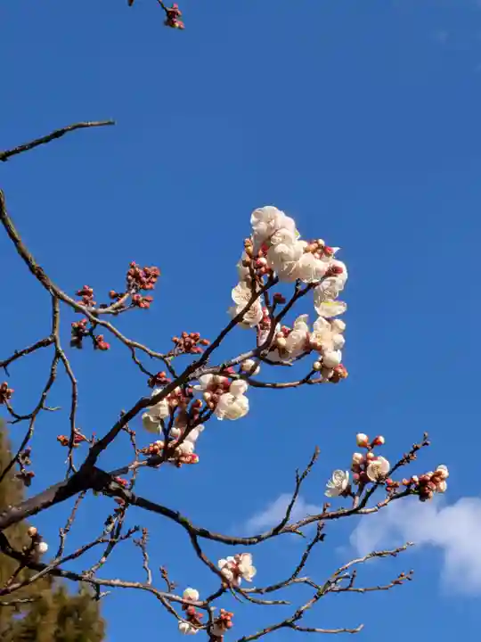 福蔵院(東京都)