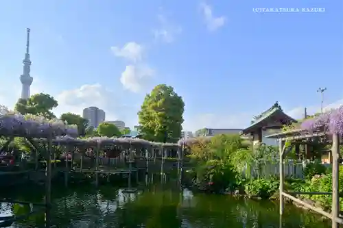 亀戸天神社の庭園