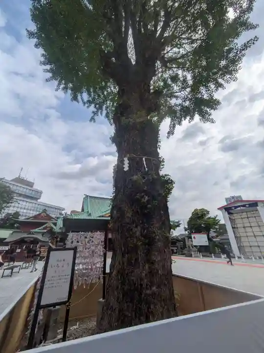 神田神社(神田明神)の自然