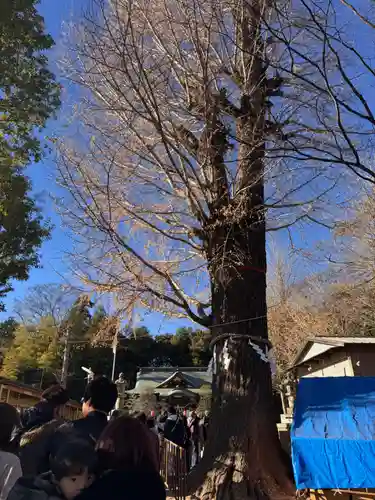 春日部八幡神社(埼玉県)