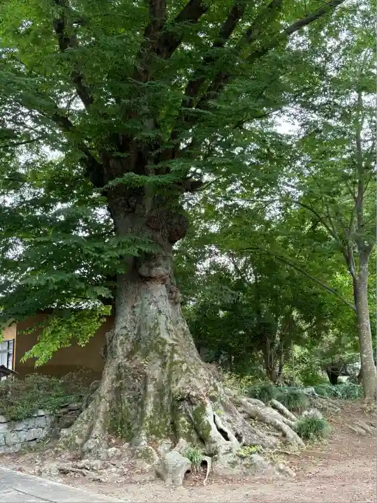 専修寺(栃木県)