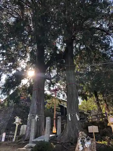 武雄神社の自然