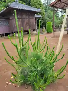 伏木香取神社の自然(2023年05月25日(木) 08時44分35秒投稿)