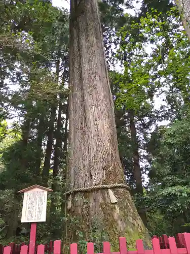箱根神社(神奈川県)