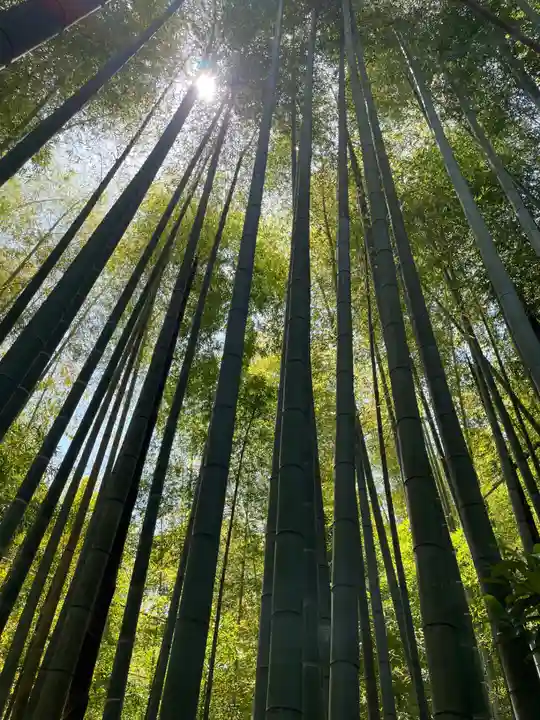 報国寺(神奈川県)