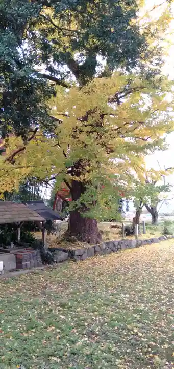 國分寺(国分寺)の自然
