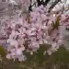 桃野桜
