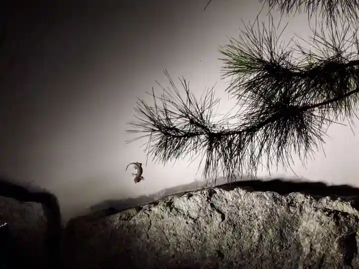 高台寺(高台寿聖禅寺・高臺寺)(京都府)