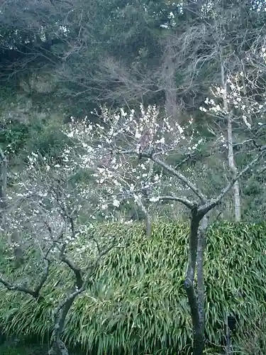 荏柄天神社の自然
