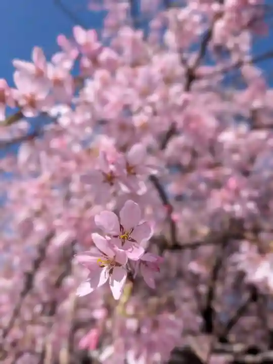 福蔵院(東京都)