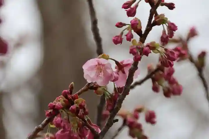 阿邪訶根神社の自然