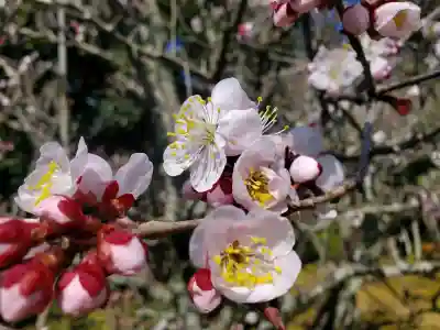成田山新勝寺の{uncategorized: "未分類", other: "その他", undefined: "問題あり", building: "その他建物", grave: "お墓", sacred_gate: "鳥居", guardian: "狛犬", statue: "像", buddha: "仏像", history: "歴史", nature: "自然", garden: "庭園", animal: "動物", pagoda: "塔", temizu: "手水舎", mountain_gate: "山門・神門", sanctuary: "本殿・本堂", subordinate: "末社・摂社", art: "芸術", scenery: "景色", jizo: "地蔵", ema: "絵馬", goshuin: "御朱印", omikuji: "おみくじ", items: "授与品その他", amulet: "お守り", goshuincho: "御朱印帳", eats: "食事", festival: "お祭り", votive_dance: "神楽", shichigosan: "七五三参", wedding: "結婚式", experience: "体験その他", initially: "初詣", around: "周辺", anti_infection: "感染症対策"}
