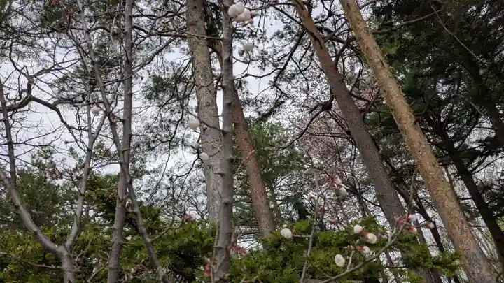 旭川天満宮の自然