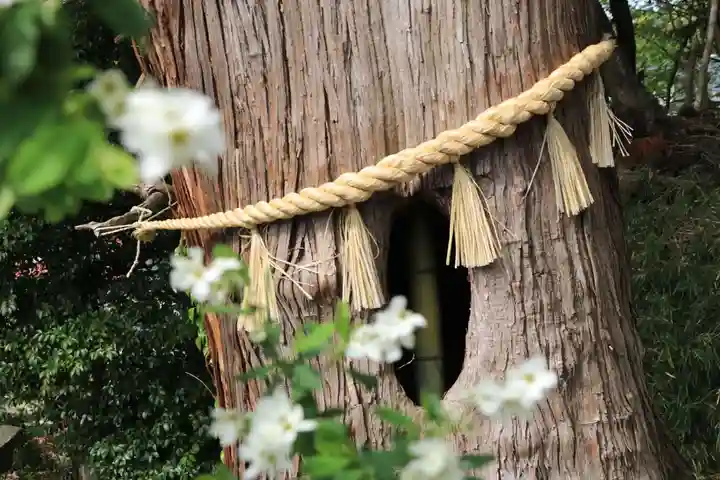 阿久津「田村神社」(郡山市阿久津町)旧社名:伊豆箱根三嶋三社の自然