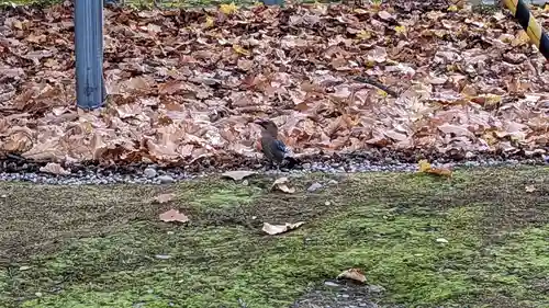 鷹栖神社の動物